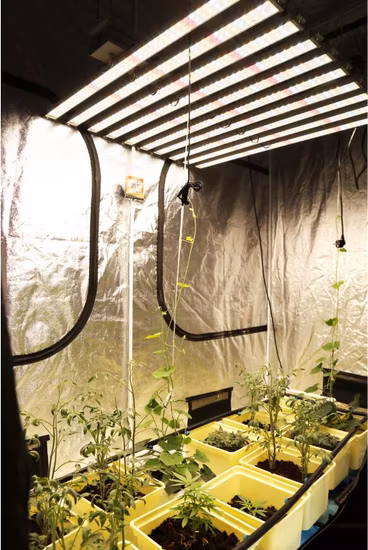 Quantum Board 300W/400W/600W/700W/800W/900W/1000W/1200W LED élèvent le spectre complet de la lumière pour les plantes d'intérieur